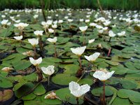 Hydrocharis morsus-ranae 18, Kikkerbeet, Saxifraga-Ed Stikvoort
