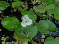Hydrocharis morsus-ranae 19, Kikkerbeet, Saxifraga-Ed Stikvoort