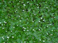 Hydrocharis morsus-ranae 20, Kikkerbeet, Saxifraga-Ed Stikvoort