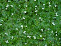 Hydrocharis morsus-ranae 21, Kikkerbeet, Saxifraga-Ed Stikvoort