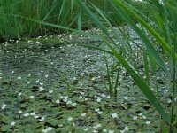 Hydrocharis morsus-ranae 23, Kikkerbeet, Saxifraga-Ed Stikvoort