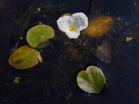 Hydrocharis morsus-ranae 24, Kikkerbeet, Saxifraga-Ed Stikvoort