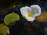 Hydrocharis morsus-ranae 25, Kikkerbeet, Saxifraga-Ed Stikvoort