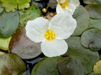 Hydrocharis morsus-ranae 11, Kikkerbeet, Saxifraga-Bart Vastenhouw