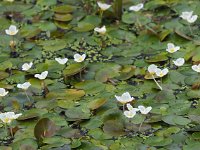 Hydrocharis morsus-ranae 12, Kikkerbeet, Saxifraga-Hans Dekker