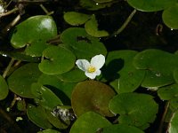 Hydrocharis morsus-ranae 3, Kikkerbeet, Saxifraga-Dirk Hilbers