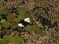 Hydrocharis morsus-ranae 6, Kikkerbeet, Saxifraga-Jan van der Straaten