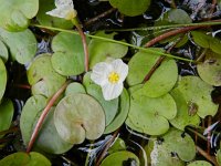 Hydrocharis morsus-ranae 7, Kikkerbeet, Saxifraga-Rutger Barendse