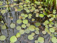 Hydrocharis morsus-ranae 8, Kikkerbeet, Saxifraga-Rutger Barendse