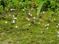 Hydrocharis morsus-ranae 9, Kikkerbeet, Saxifraga-Jelle van Dijk