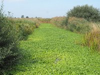 Hydrocotyle ranunculoides 29, Grote waternavel, Saxifraga-Hans Dekker