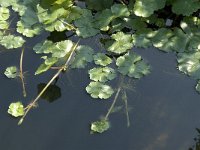 Hydrocotyle ranunculoides 1, Grote waternavel, Saxifraga-Jan van der Straaten