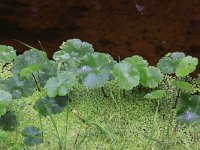 Hydrocotyle ranunculoides 11, Grote waternavel, Saxifraga-Peter Meininger