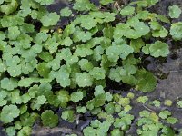 Hydrocotyle ranunculoides 12, Grote waternavel, Saxifraga-Peter Meininger