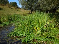 Hydrocotyle ranunculoides 15, Grote waternavel, Saxifraga-Ed Stikvoort