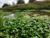 Hydrocotyle ranunculoides 16, Grote waternavel, Saxifraga-Ed Stikvoort