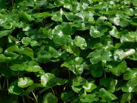 Hydrocotyle ranunculoides 17, Grote waternavel, Saxifraga-Ed Stikvoort