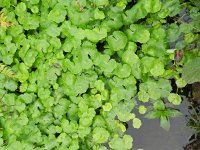 Hydrocotyle ranunculoides 19, Grote waternavel, Saxifraga-Rutger Barendse