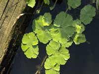 Hydrocotyle ranunculoides 2, Grote waternavel, Saxifraga-Jan van der Straaten