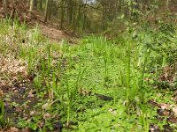 Hydrocotyle ranunculoides 20, Grote waternavel, Saxifraga-Rutger Barendse