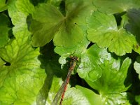 Hydrocotyle ranunculoides 21, Grote waternavel, Saxifraga-Rutger Barendse