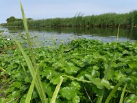 Hydrocotyle ranunculoides 22, Grote waternavel, Saxifraga-Jelle van Dijk