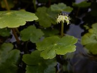 Hydrocotyle ranunculoides 23, Grote waternavel, Saxifraga-Ed Stikvoort