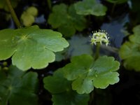 Hydrocotyle ranunculoides 24, Grote waternavel, Saxifraga-Ed  Stikvoort