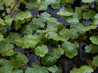 Hydrocotyle ranunculoides 24, Grote waternavel, Saxifraga-Ed Stikvoort