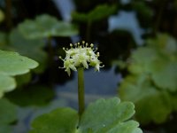 Hydrocotyle ranunculoides 25, Grote waternavel, Saxifraga-Ed Stikvoort