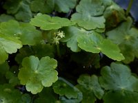 Hydrocotyle ranunculoides 26, Grote waternavel, Saxifraga-Ed Stikvoort