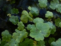 Hydrocotyle ranunculoides 27, Grote waternavel, Saxifraga-Ed Stikvoort