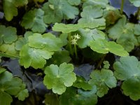 Hydrocotyle ranunculoides 28, Grote waternavel, Saxifraga-Ed Stikvoort