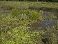 Hydrocotyle ranunculoides 3, Grote waternavel, Saxifraga-Jan van der Straaten