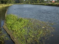 Hydrocotyle ranunculoides 4, Grote waternavel, Saxifraga-Jan van der Straaten