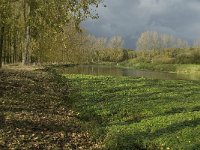 Hydrocotyle ranunculoides 8, Grote waternavel, Saxifraga-Jan van der Straaten