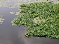 Hydrocotyle ranunculoides 9, Grote waternavel, Saxifraga-Henk Sierdsema