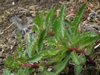 Hylotelephium telephium 14, Hemelsleutel, Saxifraga-Rutger Barendse