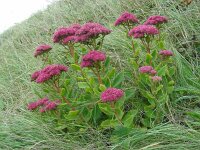 Hylotelephium telephium 15, Hemelsleutel, Saxifraga-Ed Stikvoort