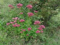 Hylotelephium telephium 16, Hemelsleutel, Saxifraga-Ed Stikvoort