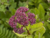 Hylotelephium telephium 2, Hemelsleutel, Saxifraga-Jan van der Straaten