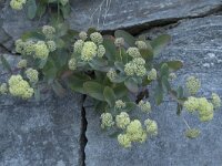 Hylotelephium telephium 30, Hemelsleutel, Saxifraga-Willem van Kruijsbergen