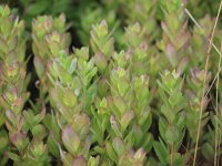 Hylotelephium telephium 4, Hemelsleutel, Saxifraga-Rudmer Zwerver