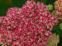 Hylotelephium telephium 5, Hemelsleutel, Saxifraga-Rudmer Zwerver