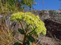 Hylotelephium telephium ssp maximum 27, Saxifraga-Hans Grotenhuis