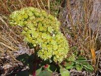 Hylotelephium telephium ssp maximum 28, Saxifraga-Hans Grotenhuis