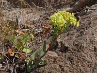 Hylotelephium telephium ssp maximum 29, Saxifraga-Hans Grotenhuis