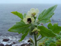 Hyoscyamus albus 28, Wit bilzekruid, Saxifraga-Ed Stikvoort