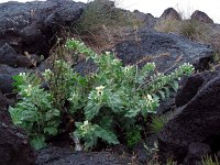 Hyoscyamus albus 30, Wit bilzekruid, Saxifraga-Ed Stikvoort