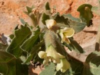 Hyoscyamus albus 32, Wit bilzekruid, Saxifraga-Peter Meininger